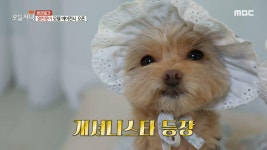 11마리 시스타즈의 완벽한 개토피아, MBC 210111 방송 | ZUM TV