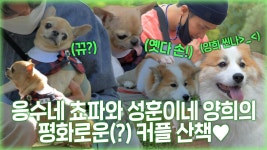 《스페셜》 응수네 쵸파와 성훈이네 양희의 힐링 산책시간~🦮 아, 힐링은 보는 저희가 할게요^^, MBC 211112 방송 | ZUM TV