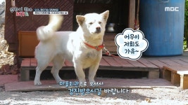 시골 반려견들의 생애 첫 건강검진 현장!, MBC 220622 방송 | ZUM TV