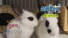 ＜0원으로 집 500여 채를! 빌라 여왕의 비밀은? & 누가 집토끼를 산에 풀었나＞ 181회 예고, MBC 220811 방송 | ZUM TV