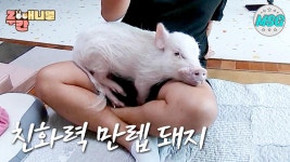 처음보는 PD님 무릎에 찰싹! 친화력 만렙 돼지 복남이! #주간애니멀 #MSG #생방송오늘저녁MBC 200511방송 | ZUM TV