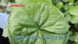 봄에는 향긋함이 배로😚 곤달비와 사랑에 빠진 부부!, MBC 250501 방송 | ZUM TV