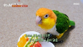 매운맛을 못 느낀다?🌶️ 고추씨를 먹고 감기 예방하는 앵무새, MBC 251119 방송 | ZUM TV