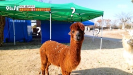 동물에게 동물 성대모사 실험!🐐 과연 통했을까?, MBC 251224 방송 | ZUM TV