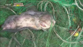 물텀벙 물메기 생포작전 | ZUM TV