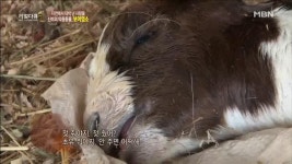 긴급상황! 봄철 보어염소 출산 현장 공개 | ZUM TV