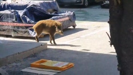 ZUM 뉴스 `왜 안 오니`...돌려차기남이 보낸 섬뜩한 `협박 편지` [Y녹취록]