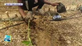 세네갈, 녹색 장벽 신농법 …′톨루 커′ | ZUM TV