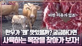 [매거진 톡톡] 한우가 ′왜′ 맛있을까? 궁금하다면 사육하는 목장을 찾아가 보자! | ZUM TV