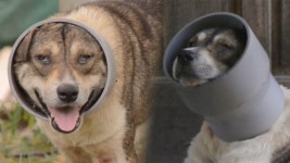 농장 주변을 맴도는 기괴한 몰골의 ‘파이프 犬’ | ZUM TV