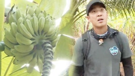 김성수, 벡터맨 떠올리게 하는 바나나 따기 ‘멋짐 폭발’ | ZUM TV