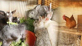 오지 마을 할아버지의 동물농장 | ZUM TV