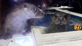 밤마다 수족관을 노리는 ‘횟집 털이범’ 정체 | ZUM TV