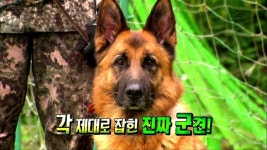 각 제대로 잡힌 진짜 군견! 중대 최고의 에이스 올가 | ZUM TV