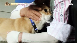 화재 견 똘이, 아저씨와의 ‘뭉클한 재회’ | ZUM TV