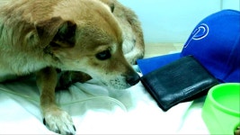 똘이야, 밥 먹자 주인의 흔적에 마음의 문 여는 똘이 | ZUM TV