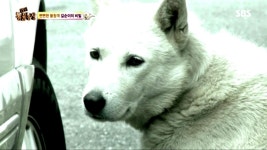 상처 가득했던 하숙견 길순이의 아픈 비밀 | ZUM TV