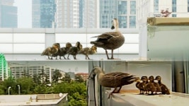 위험 천만 빌딩 난간에 오리가 나타났다?! 어미오리의 비밀스러운 육아 | ZUM TV