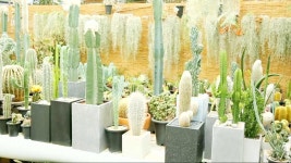 2016 홈 가드닝 트렌드가 한눈에 화훼 공판장 (마이그린라이프) | ZUM TV