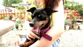 업둥이 아닌 대박이 진짜 주인과 감격의 재회 | ZUM TV