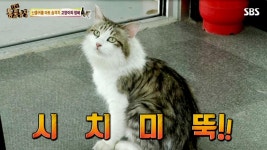 도둑고양이? 착한 엄마? 마트 털이범 양이의 앙큼한 두 얼굴 | ZUM TV