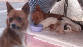 아파트 정문 지키는 ‘산후조리견’ 풍순이 | ZUM TV