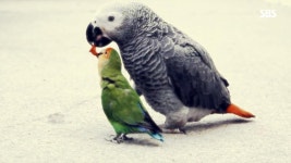 초롱이의 위험한 짝사랑의 비밀은 요미의 성대모사 때문?! | ZUM TV