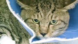 화살 맞은 참혹한 고양이, 범인 ‘역추적’ | ZUM TV