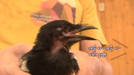 미용실의 별난 까치 까순이 “힘차게 날아올라” | ZUM TV