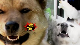 세발뿐이어도 노 프라블럼 짱구의 괜찮지 않은 짝사랑 | ZUM TV