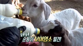 귀농이 대박이다, 강아지 같은 순둥이 ‘보어염소’ | ZUM TV