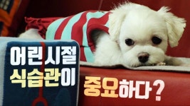 [반려견의 식탁] 도통 밥을 먹지 않는 犬 ‘미나’의 고민 | ZUM TV