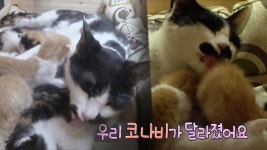 겁이 많았던 초보 엄마 ‘코나비’를 위한 선물! | ZUM TV