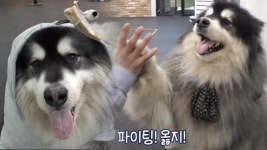 비만犬 ‘칸’이를 위한 역대급 퍼스널 트레이닝! | ZUM TV