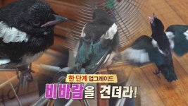 사람 손에서 자란 까치 ‘까순이’의 거침없이 홀로서기! | ZUM TV
