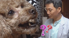 [혼비백산] 전문가도 당황시킨 문제犬 ‘토리’의 속 사정?! | ZUM TV