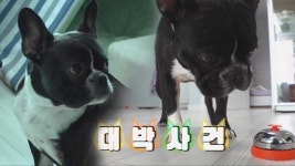 풍선은 내 운명! 무서운 집중력의 ‘풍선 헤딩犬’ : TV줌 풍선은 내 운명! 무서운 집중력의 ‘풍선 헤딩犬’