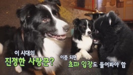 ‘포메를 사랑한 보더콜리’ 일명 쵸파바라기 ‘로이’의 순애보 | ZUM TV