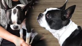 팔뚝 집착견 ‘뚱이’도 순식간에 바꾼! 효과만땅 ‘마우스 훈련’ | ZUM TV