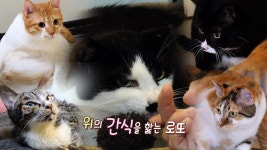 반려묘들을 위한 정성 가~득 선물에 ‘로또’ 오픈 하트 | ZUM TV
