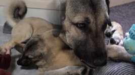 우리 아이가 달라졌어요? 사고뭉치 대형견 ‘엠마’의 개과천선! | ZUM TV