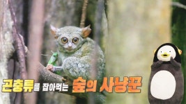 펭수가 들려주는 특별한 동물 ‘안경원숭이’ 이야기! : TV줌 펭수가 들려주는 특별한 동물 ‘안경원숭이’ 이야기!