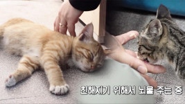 ‘그래스 패드’ 풀만 먹여 키운 소고기 : TV줌 ‘그래스 패드’ 풀만 먹여 키운 소고기