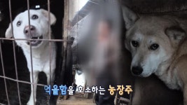 [분노] ‘유미’가 있던 개 농장 주인과의 만남 | ZUM TV