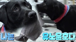 ‘열정 만수르’ 유노윤호 뺨치는 천재견 ‘순심이’ | ZUM TV