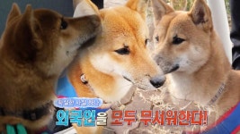 ‘메달 싹쓸이’ 씨름 형제의 멋진 모습 : TV줌 ‘메달 싹쓸이’ 씨름 형제의 멋진 모습