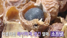 열매가 세제로? 신발 세탁계의 신세계 ‘소프넛’ 등장! | ZUM TV