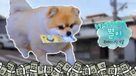 ‘짬뽕집 종업犬’ 별이의 현명한 경제생활! | ZUM TV