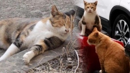 ※주목※ 신종 코로나바이러스 감염 경로! (브라보!H라이프) : TV줌 ※주목※ 신종 코로나바이러스 감염 경로! (브라보!H라이프)