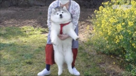 내겐 너무 가볍지않은 개 뚱스키 Siberian Fat-sky Dog Doesnt Know Hes Fat LOL | ZUM TV